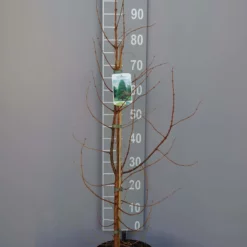 Metasequoia Glyptostroboides