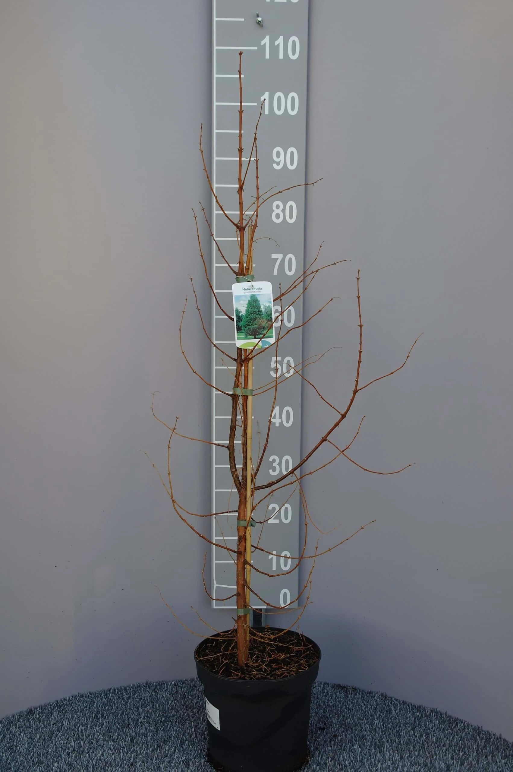 Metasequoia Glyptostroboides 3 Metasequoia Glyptostroboides