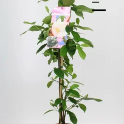 Michelia ‘Fairy Magnolia Blush’®