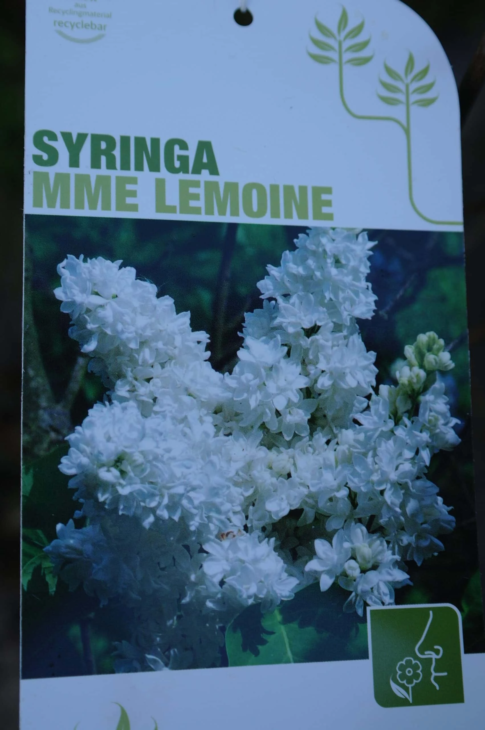 Syringa Vulgaris Hybride ‘Mme Lemoine’ 4 Syringa Vulgaris Hybride ‘Mme Lemoine’ - Afbeelding 2