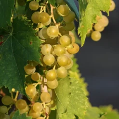 Vitis Vinifera ‘Moscatel’
