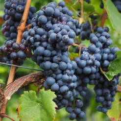 Vitis Vinifera Americana Nero