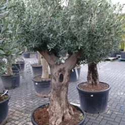 Olijfboom Olea Europea Bonsai Pocket 80-100 Cm -Huisdecoratie Winkel olea bonsai pocket 429.00 2 scaled 1