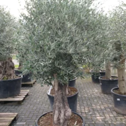 Olijfboom Olea Europea Bonsai Pocket 80-100 Cm -Huisdecoratie Winkel olea bonsai pocket 429.00 3 scaled 1