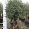 Olijfboom Olea Europea Bonsai Pocket 80-100 Cm -Huisdecoratie Winkel olea bonsai pocket 429.00 4 scaled 1