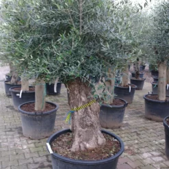 Olijfboom Olea Europea Bonsai Pocket 80-100 Cm -Huisdecoratie Winkel olea bonsai pocket 429.00 5 scaled 1