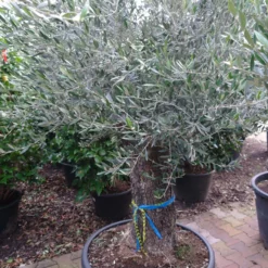 Olijfboom Olea Europea Bonsai Pocket 80-100 Cm -Huisdecoratie Winkel olea bonsai pocket 429.00 8 scaled 1