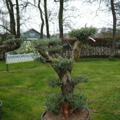 Olijfboom – Olea Europaea Pon Pon -Huisdecoratie Winkel olea europea bonsai 1 scaled 1
