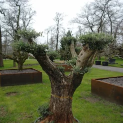 Olijfboom – Olea Europaea Pon Pon -Huisdecoratie Winkel olea europea bonsai 2 scaled 1