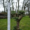 Olijfboom – Olea Europaea Pon Pon -Huisdecoratie Winkel olea europea bonsai scaled 1