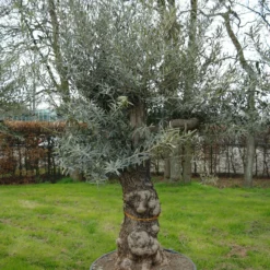 Olijfboom Olea Europea Hojiblanco -Huisdecoratie Winkel olea europea hojiblanco 180l 3 scaled 1