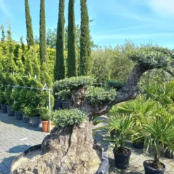 Olijfboom Olea Lechine Bajo -Huisdecoratie Winkel olea lechine 849 2 1