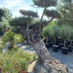 Olijfboom Olea Lechine Bajo Ponpon