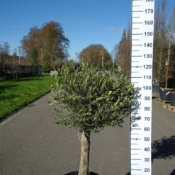 Olijfboom – Olea Europaea Florida