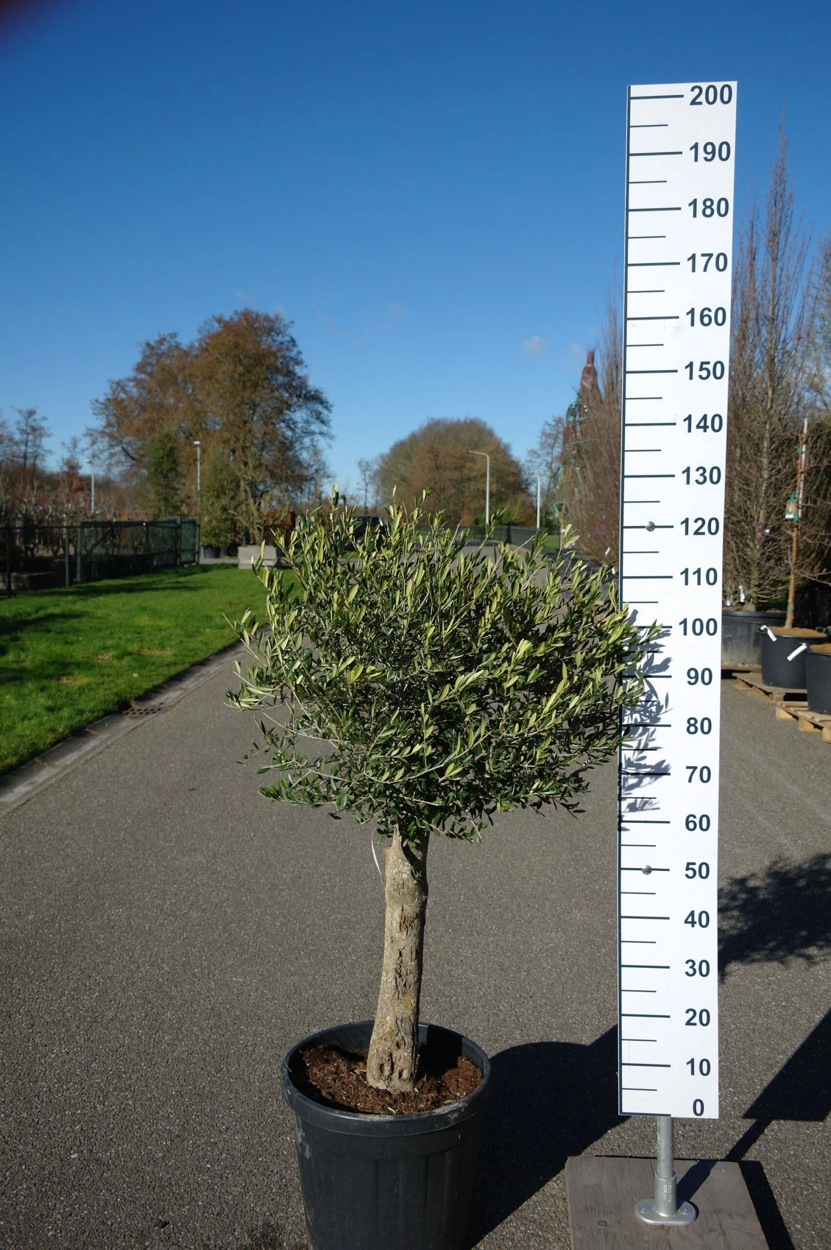 Olijfboom – Olea Europaea Florida 3 Olijfboom – Olea Europaea Florida