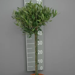 Olijfboom Olea Europaea Op Stam