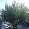 Olijfboom Olea Europea In Sierpot -Huisdecoratie Winkel olijf bonsai sierpot 1 scaled 1
