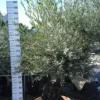 Olijfboom Olea Europea Tarrina In Schaal -Huisdecoratie Winkel olijf bonsai tarrina scaled 1
