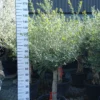 Olijfboom Olea Europea Copa -Huisdecoratie Winkel olijf copa scaled 1 e1685542574471