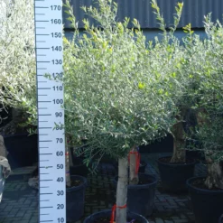 Olijfboom Olea Europea Copa