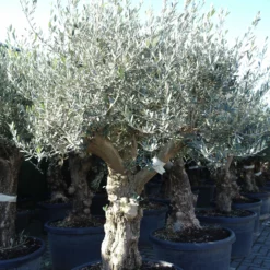 Olijfboom – Olea Europaea Bonsai Vertakt -Huisdecoratie Winkel olijf hoog vertakt 1 scaled 1