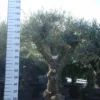 Olijfboom – Olea Europaea Bonsai Vertakt -Huisdecoratie Winkel olijf hoog vertakt scaled 1
