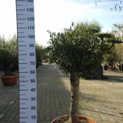 Olijfboom Olea Europea In Schaal