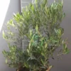 Olijfboom Olea Europaea Struik Middel -Huisdecoratie Winkel olijf struik kl rotated 1