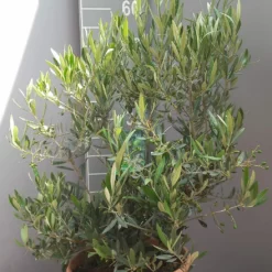 Olijfboom Olea Europaea Struik Middel