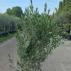Olijfboom Olea Europaea Struik -Huisdecoratie Winkel olijf struik rotated e1686581018795