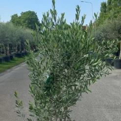 Olijfboom Olea Europaea Struik