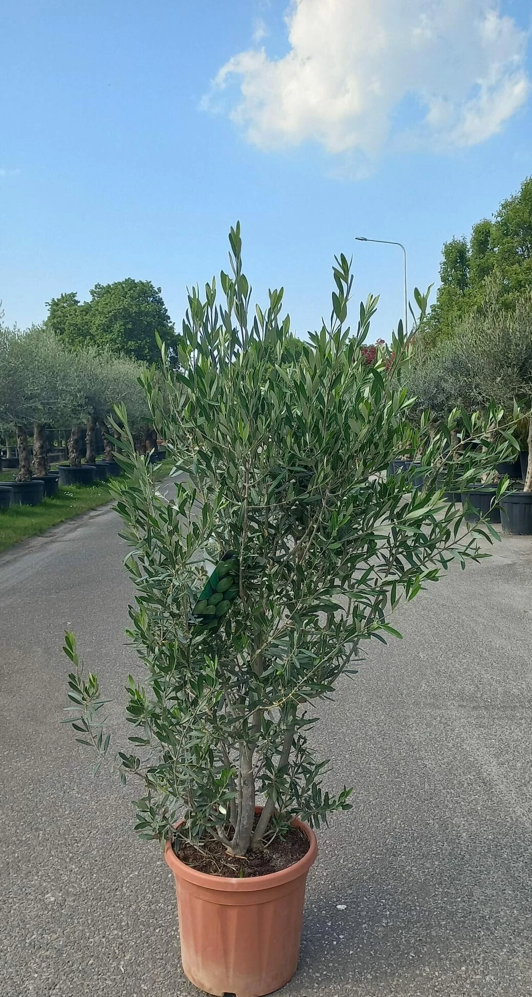 Olijfboom Olea Europaea Struik 3 Olijfboom Olea Europaea Struik