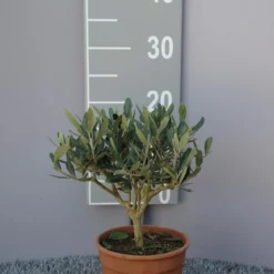 Olijfboom Olea Europaea Op Stam Klein