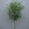 Olijfboom Olea Europea Wild 1 Olijfboom Olea Europea Wild -Huisdecoratie Winkel olijf wild kl scaled 1