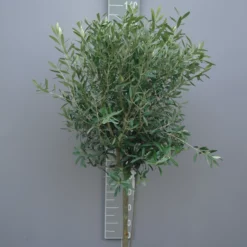 Olijfboom Olea Europea Wild