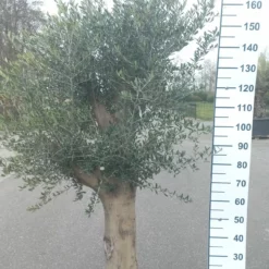 Olijfboom Olea Europaea Young Skin Vertakt