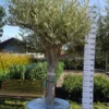 Olijfboom Olea Europea Zwaar Vertakt 1 Olijfboom Olea Europea Zwaar Vertakt -Huisdecoratie Winkel olijf zwaar vertakt 599 scaled 1