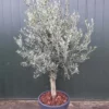 Olijfboom In Pot Olea Europaea Florida In Sierpot -Huisdecoratie Winkel olijfboom in pot antraciet