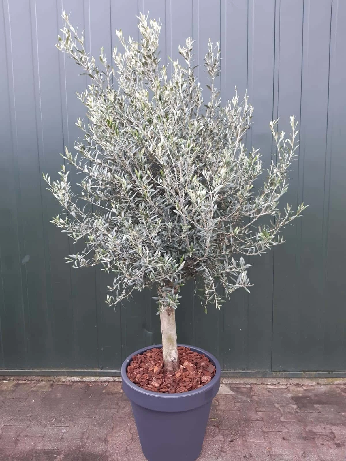 Olijfboom In Pot Olea Europaea Florida In Sierpot 3 Olijfboom In Pot Olea Europaea Florida In Sierpot