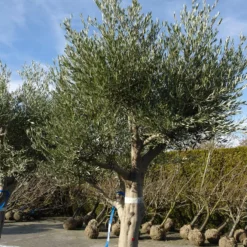 Olijfboom Olea Europea Zwaar Vertakt -Huisdecoratie Winkel olijfboom zwaar vertakt scaled 1