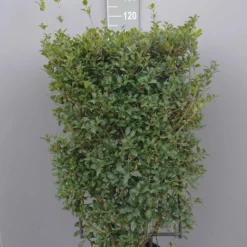 Osmanthus Heterophyllus Op Rek