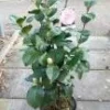 Camellia Japonica ‘Pearl Maxwell’ -Huisdecoratie Winkel pearl maxwell e1680252078515