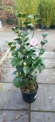Camellia Japonica ‘Pearl Maxwell’