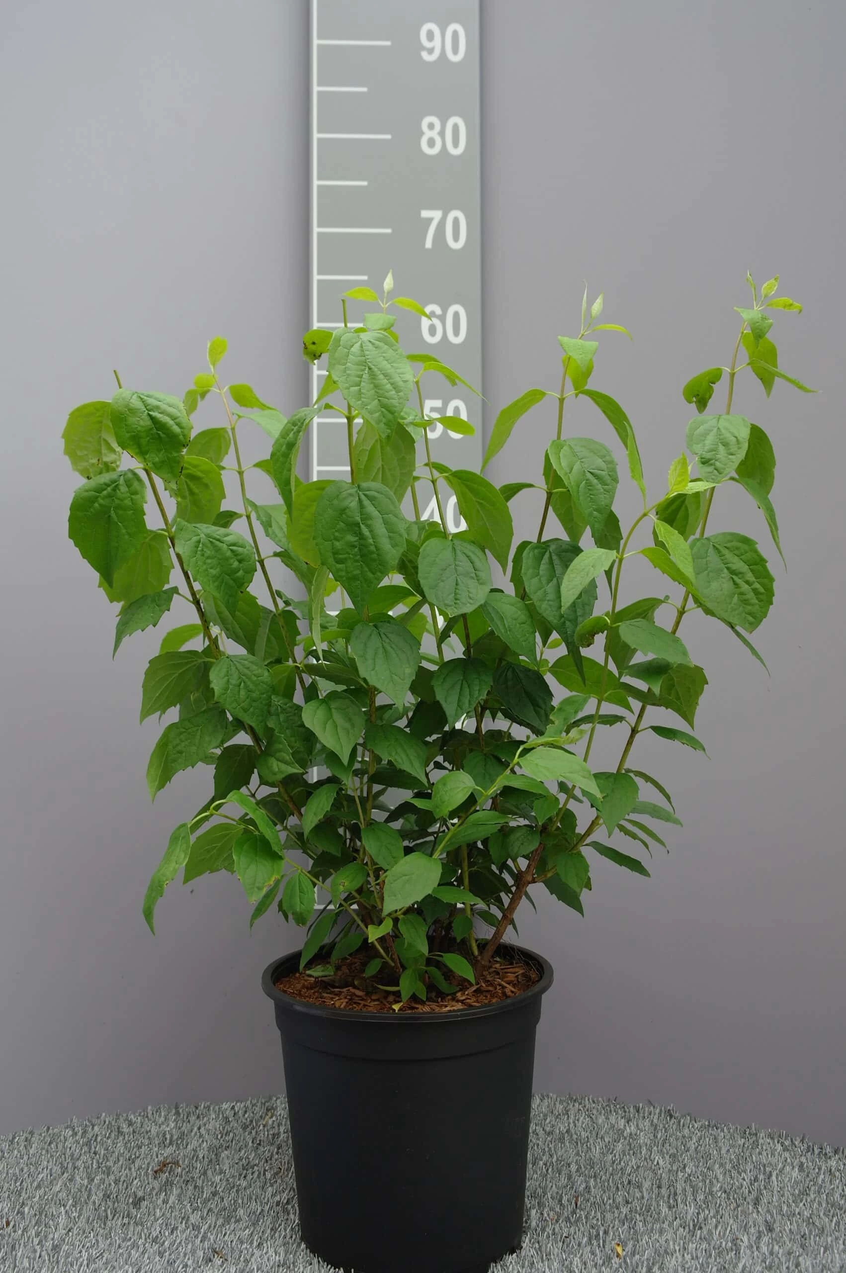 Philadelphus ‘Virginal’ 3 Philadelphus ‘Virginal’