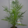 Palmboom Phoenix Canariensis -Huisdecoratie Winkel phoenix canariensis 70 scaled 1