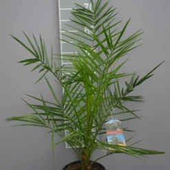 Palmboom Phoenix Canariensis