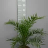 Palmboom Phoenix Canariensis -Huisdecoratie Winkel phoenix canariensis mid scaled 1