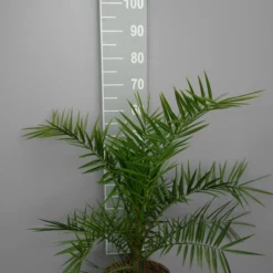 Palmboom Phoenix Canariensis