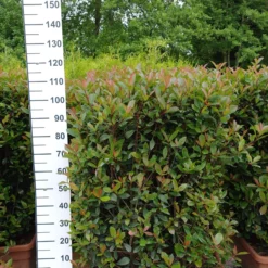 Photinia Carre Rouge In Bak