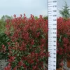 Photinia Carre Rouge Leirek -Huisdecoratie Winkel photinia care rouge leirek scaled 1
